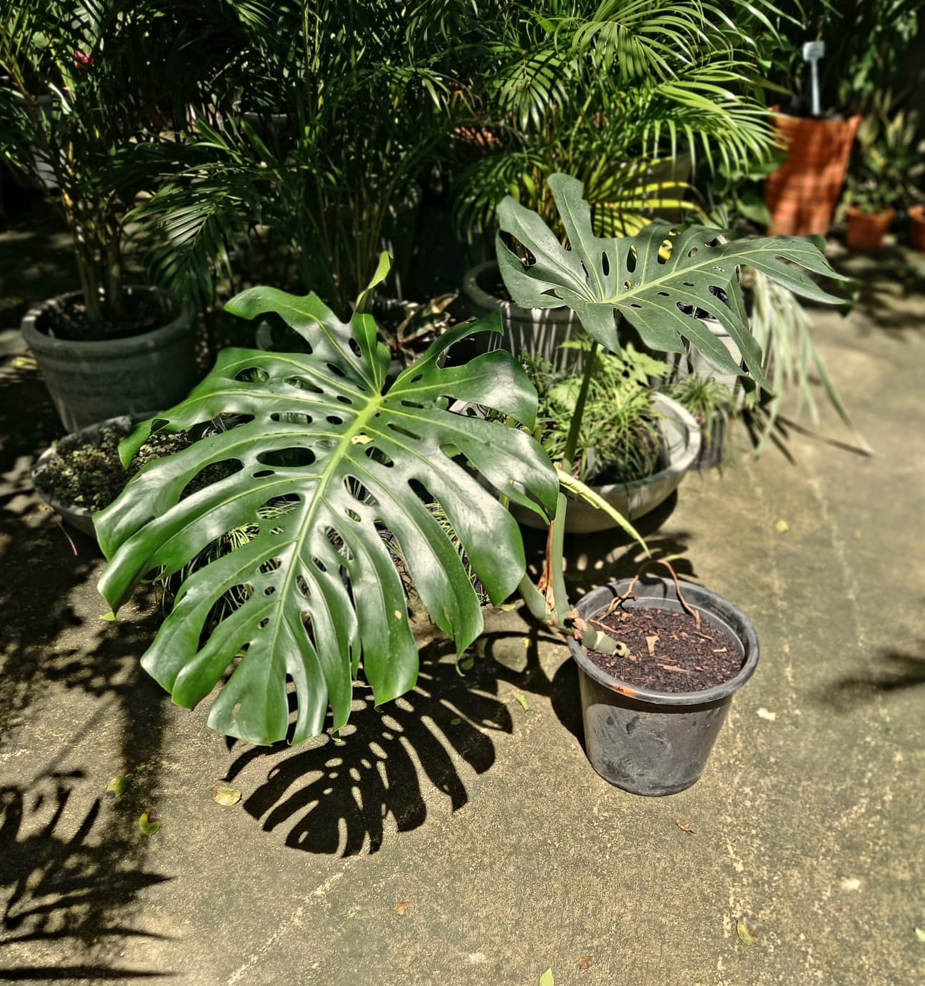 Costela De Ad O Monstera Deliciosa Beleza Tropical E Versatilidade