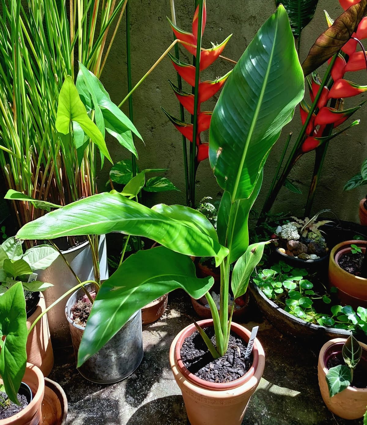 Ravenala (árvore do viajante) (Ravenala madagascariensis)