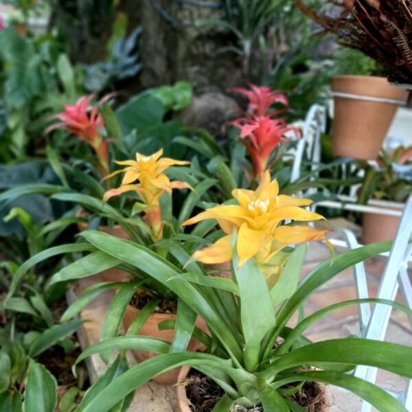 Bromelia