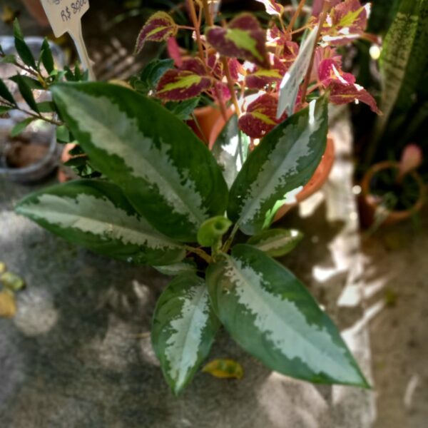 Aglaonema Pataya