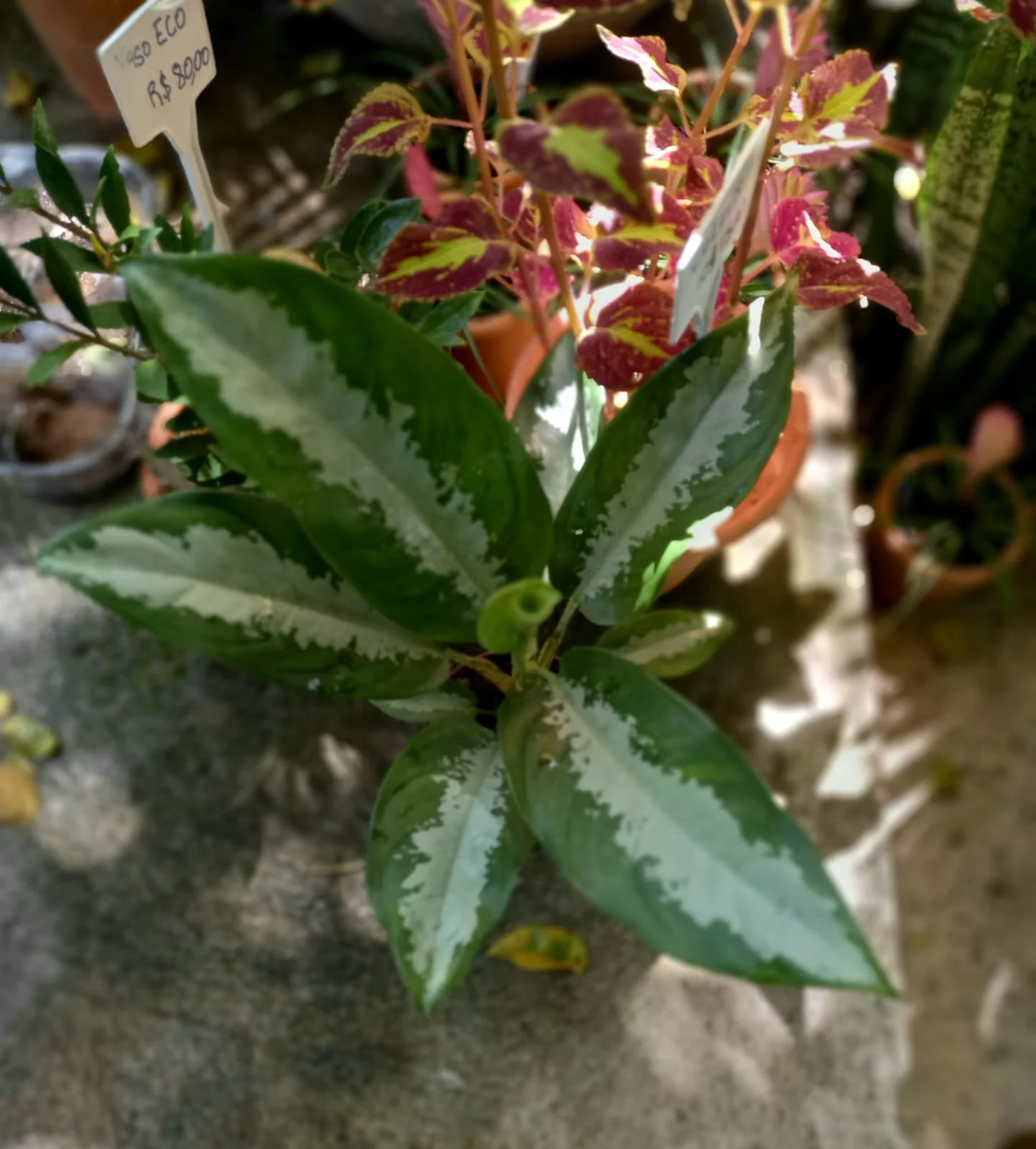 Aglaonema Pataya