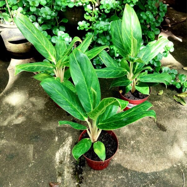 Aglaonema Rotundum