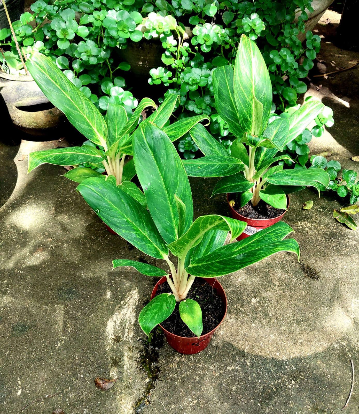 Aglaonema Rotundum