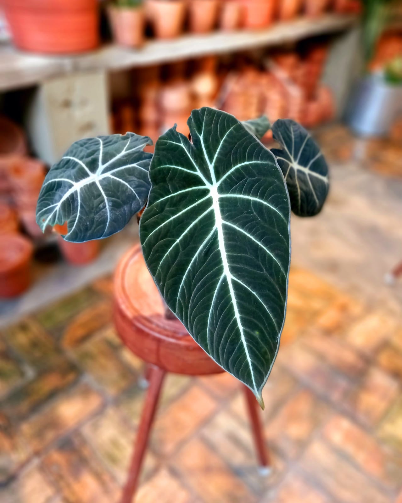 Alocasia e Calocasia