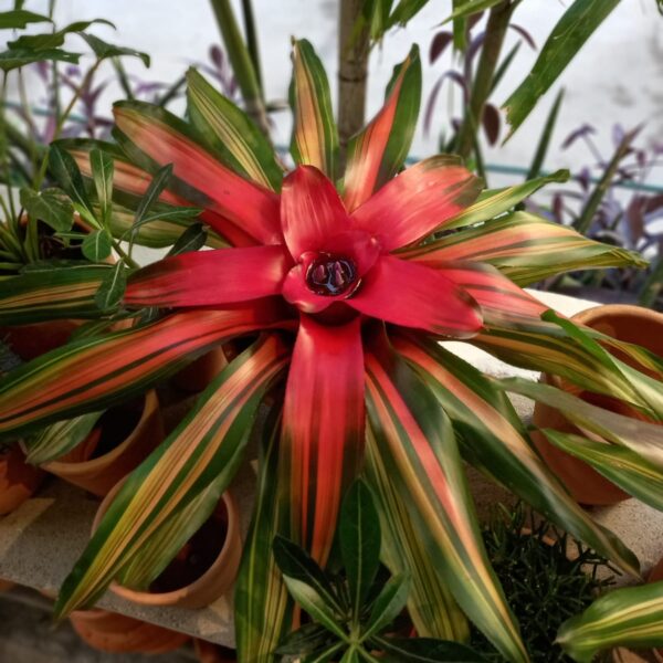 Bromelia