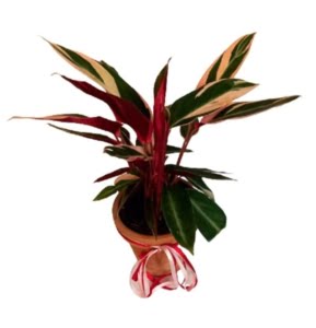 Maranta Tricolor