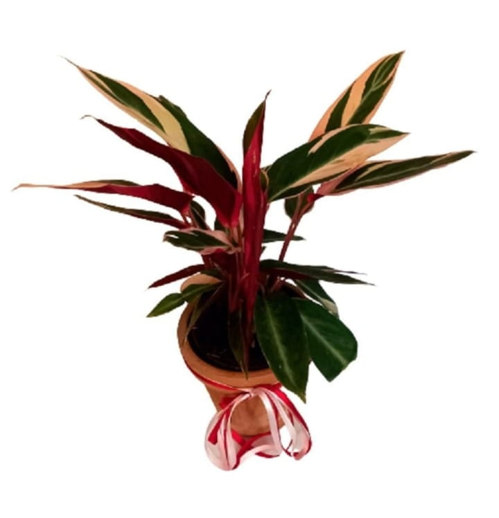 Maranta Tricolor