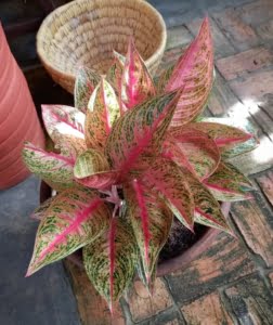 Aglaonema Widuri