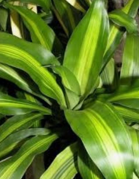 dracena