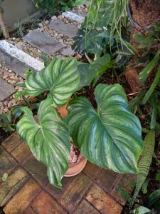 Philodendron