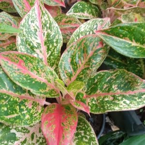 Aglaonema Prosperity