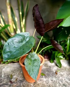 Alocasia Wendi