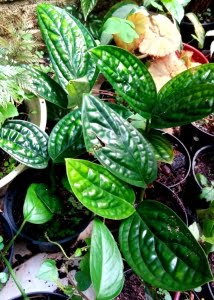 Monstera peru