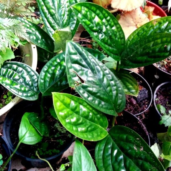 Monstera peru