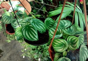 Peperomia Melancia