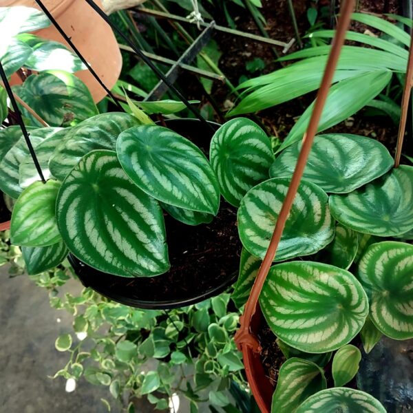 peperomia