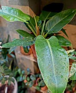 Philodendron Cascata