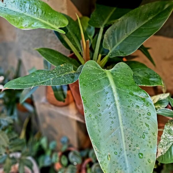 Philodendron Cascata