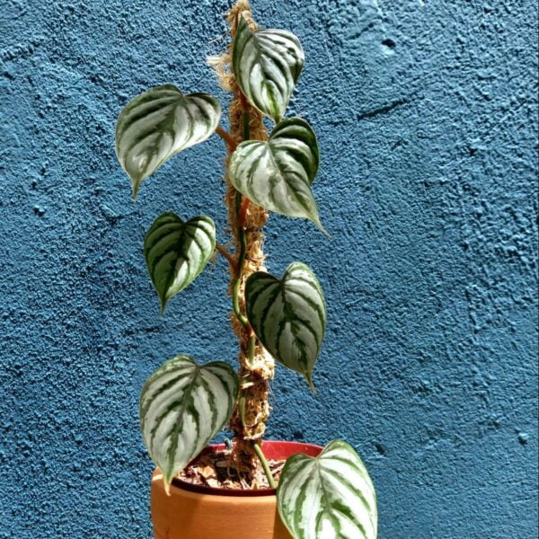 Philodendron Brandtianum