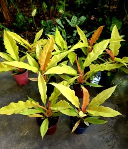 Philodendron gergaji golden