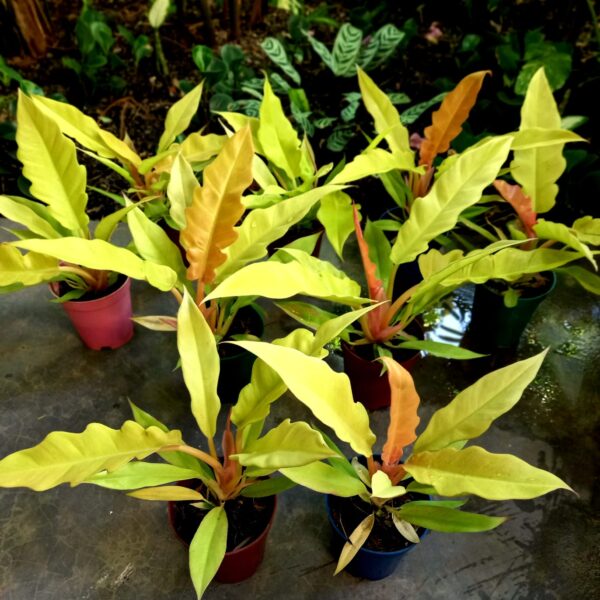 Philodendron gergaji golden