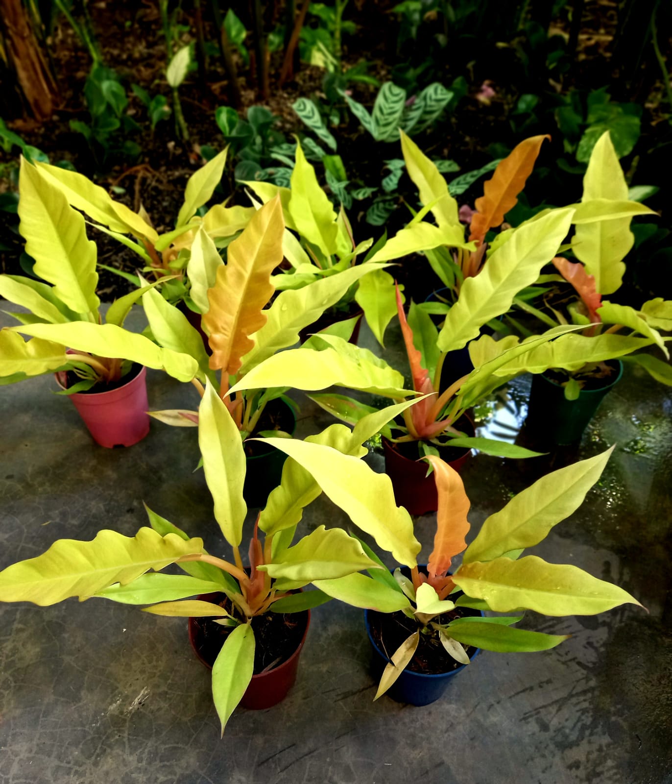 Philodendron gergaji golden