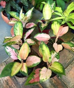 Aglaonema Lawan