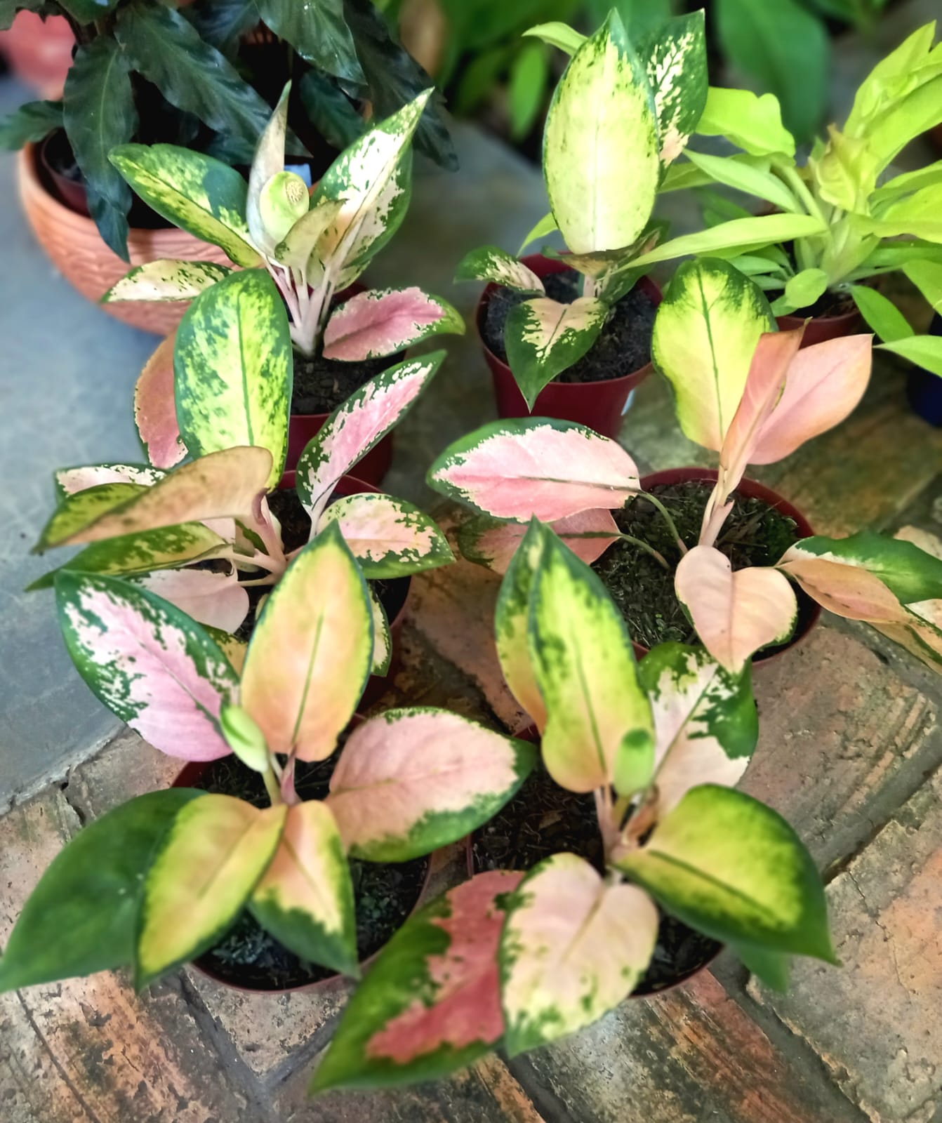 Aglaonema