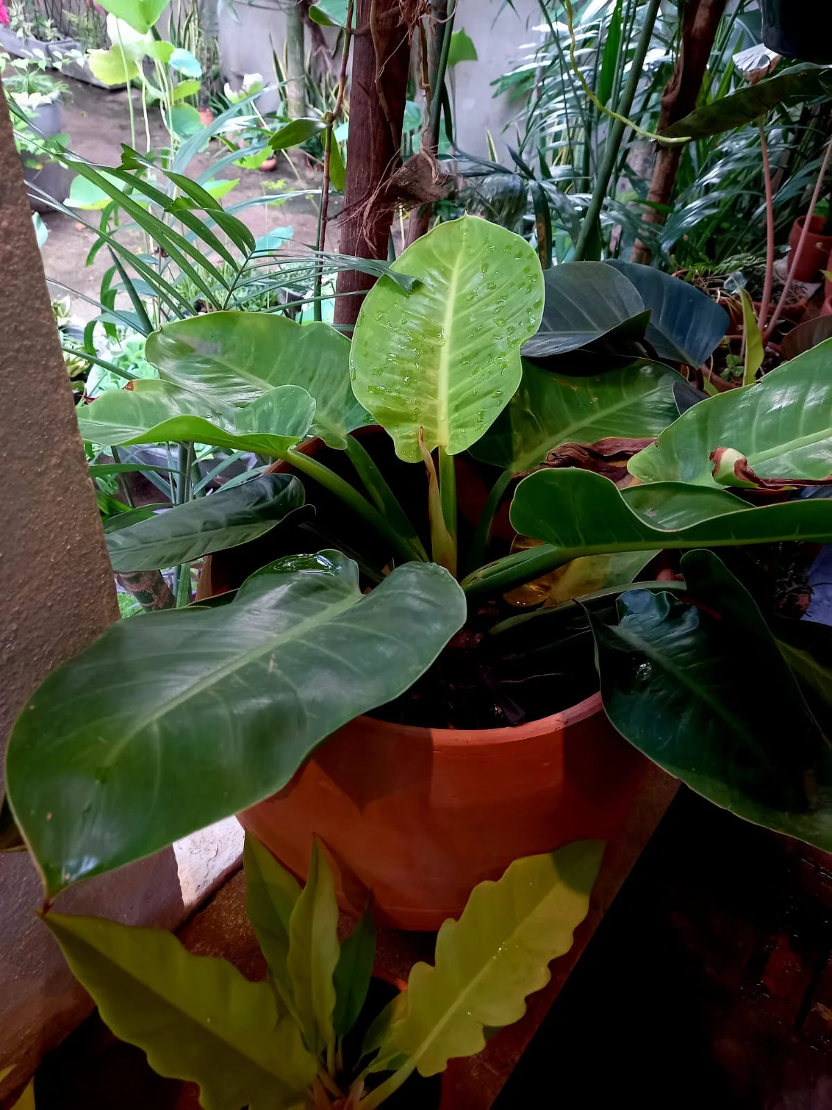 Philodendron Lua Clara
