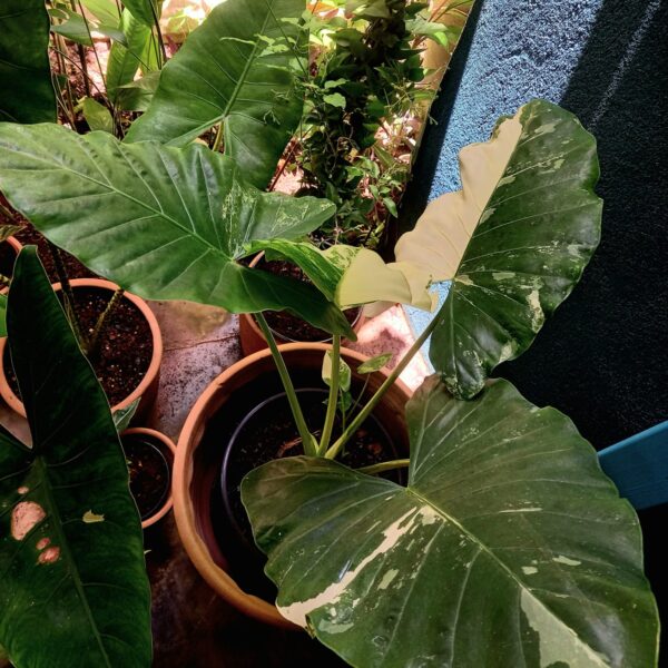 Alocasia Variegata