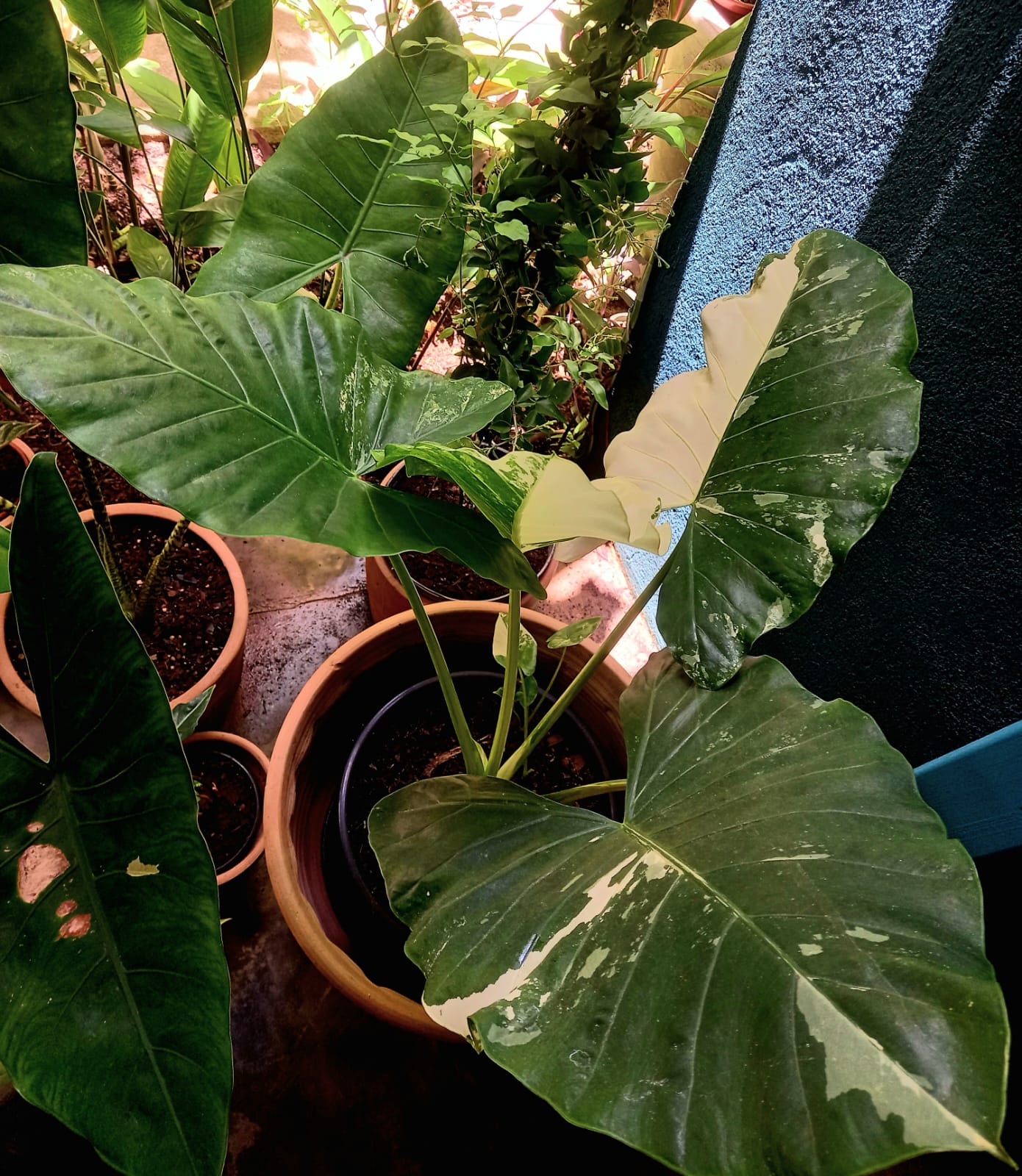 Alocasia Variegata