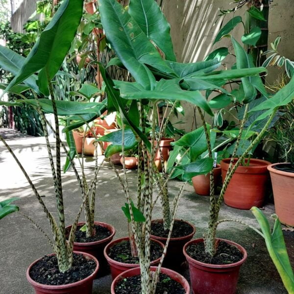 Alocasia Zebrina