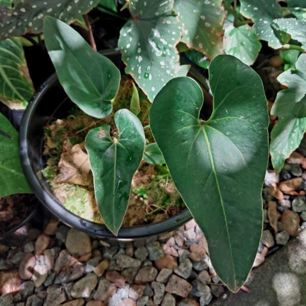 anthurium brownii