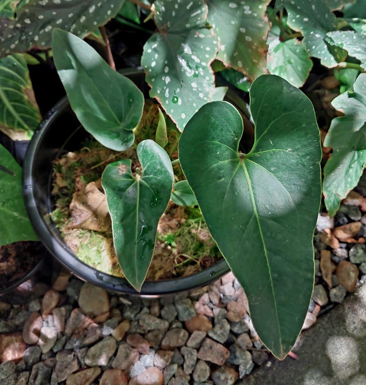 anthurium brownii