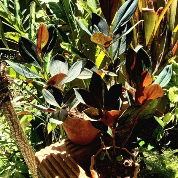 Costus erythrophyllus 'Rubra'