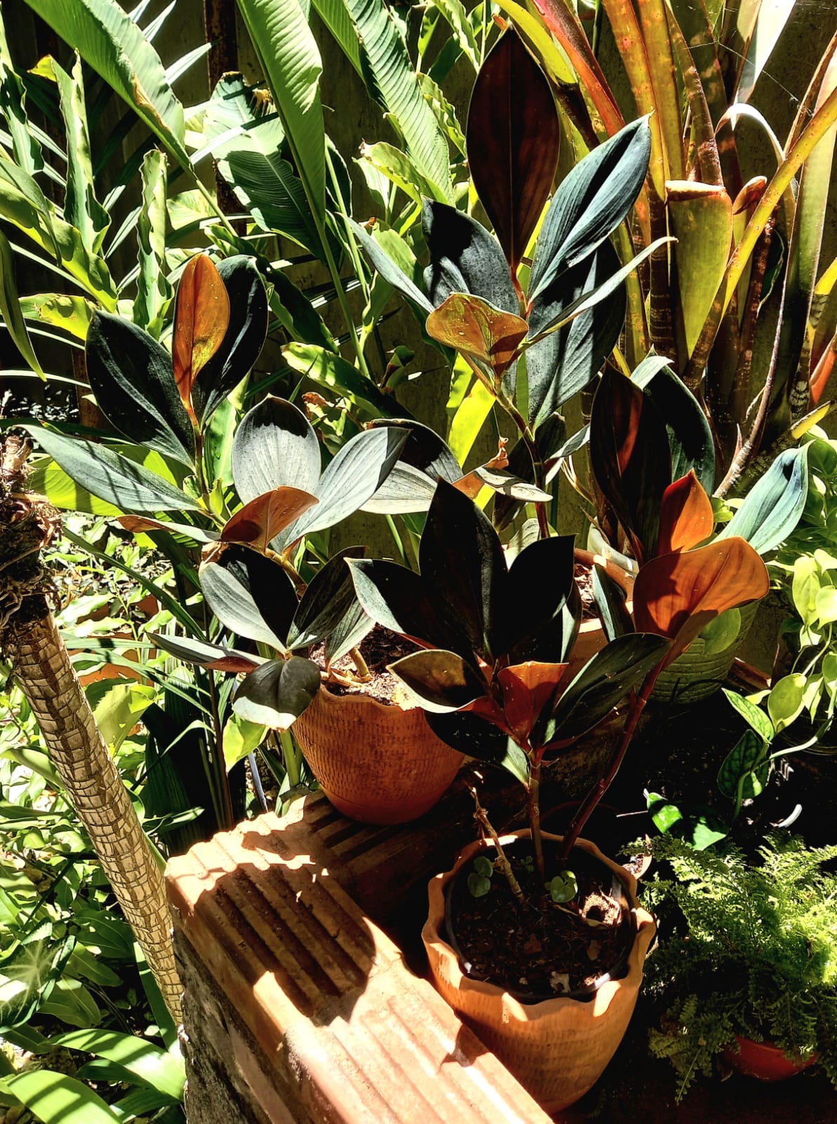 Costus erythrophyllus 'Rubra'