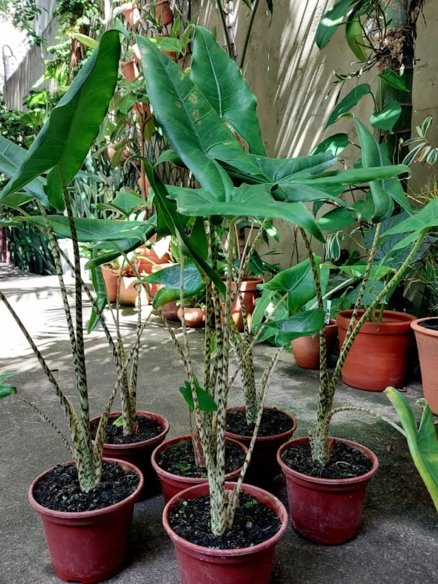 Alocasia Zebrina