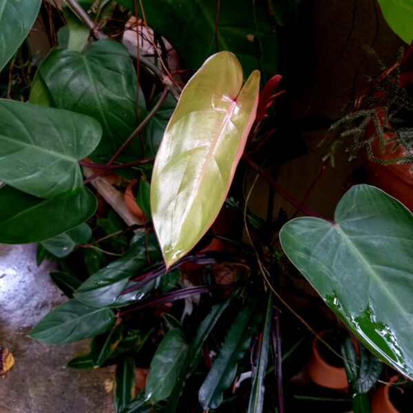 Philodendron Erubescens