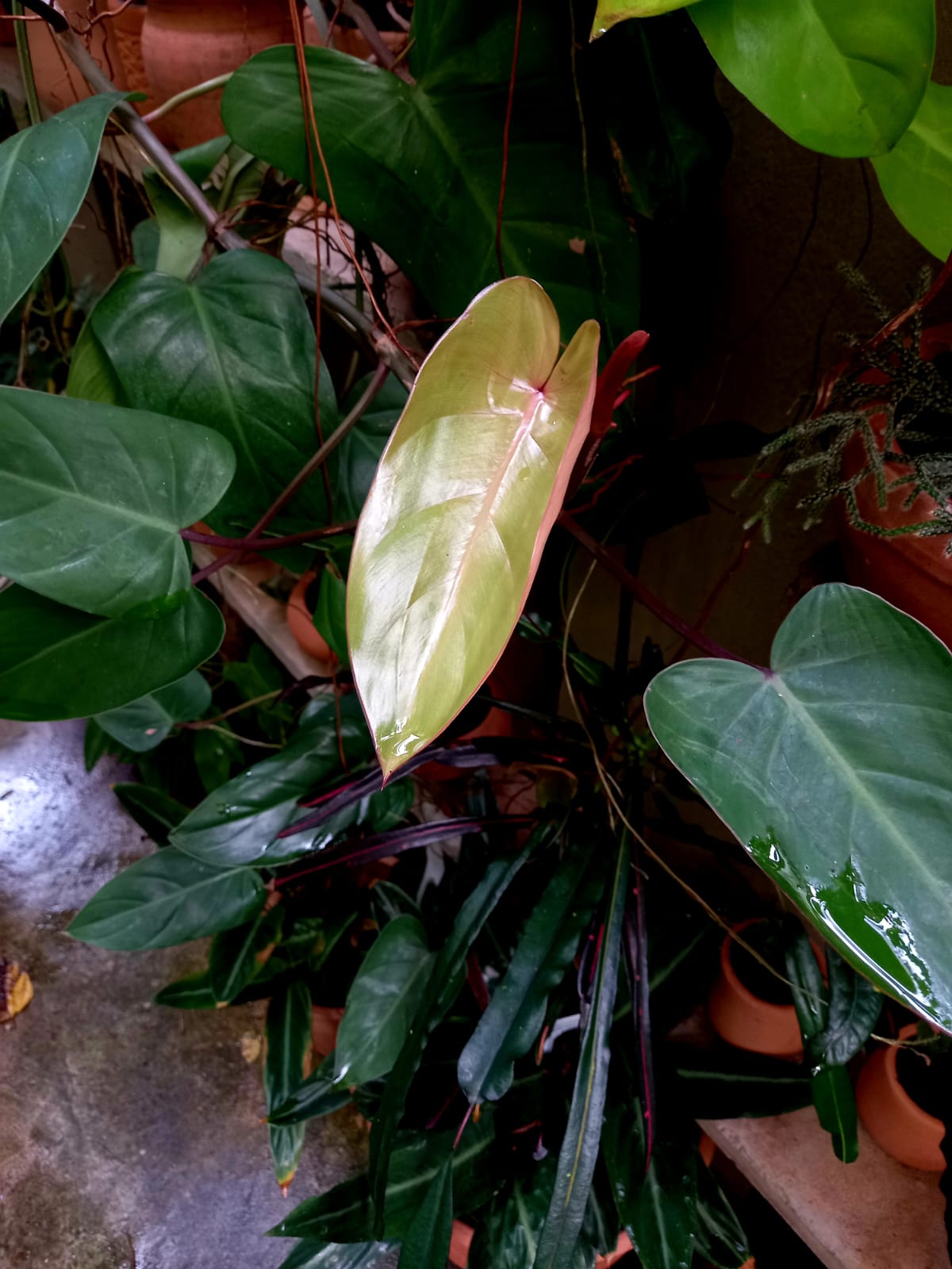 Philodendron Erubescens