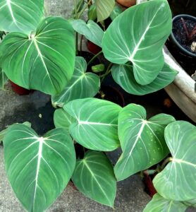 Philodendron Glorioso