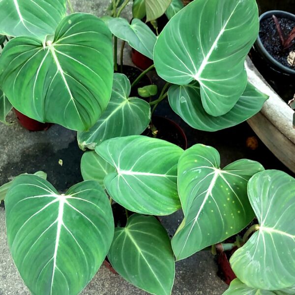 Philodendron Glorioso