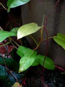 Philodendron lemon lime