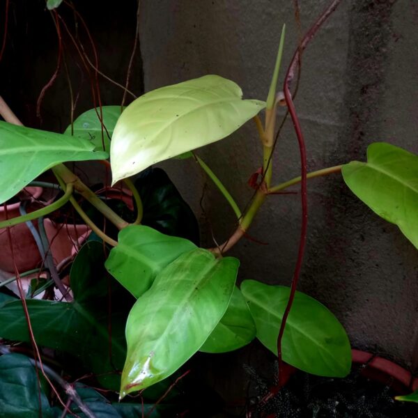 Philodendron lemon lime