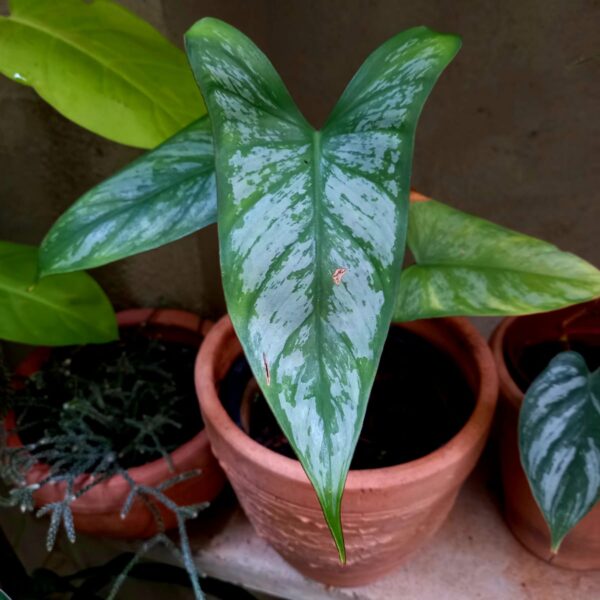 Philodendron mamei