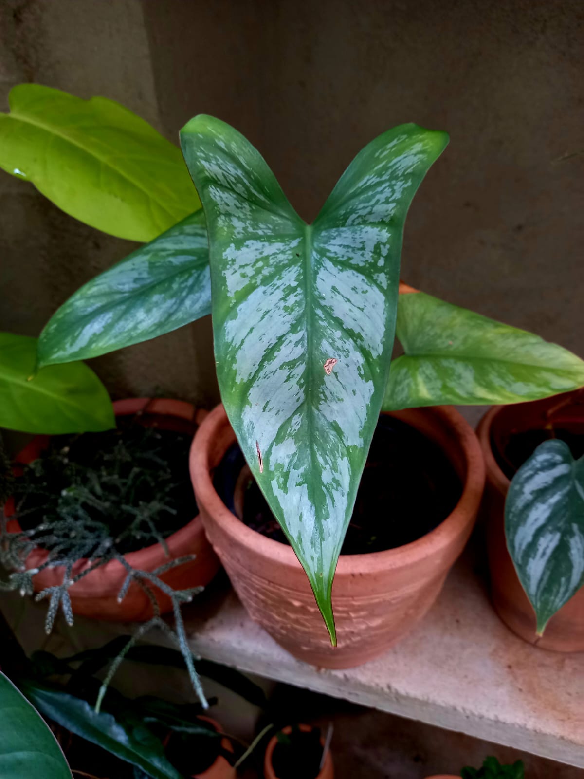 Philodendron mamei