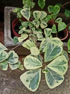 Ficus triangularis variegata