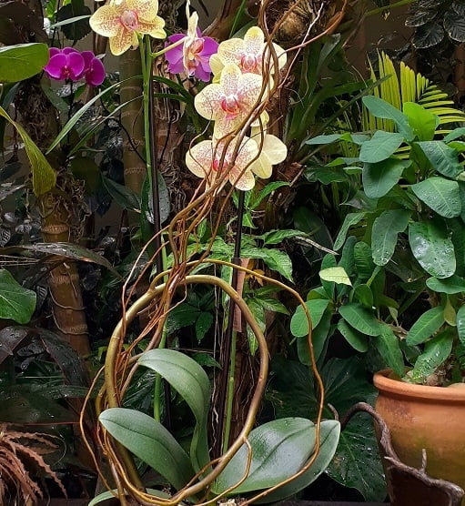 Orquídea phalaenopsis