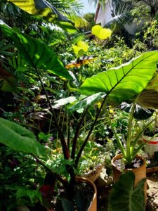 Alocasia Macrorrhiza 'Black Stem'