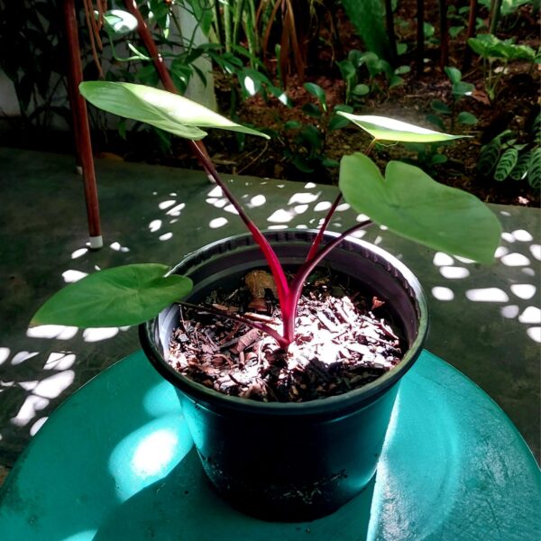 Alocasia Macrorrhiza 'Black Stem'