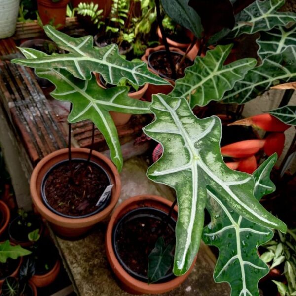 Alocasia Nobilis